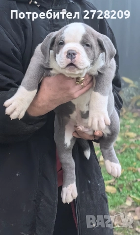 Американско Були Хл/American Bully XL , снимка 10 - Питбул - 52325603