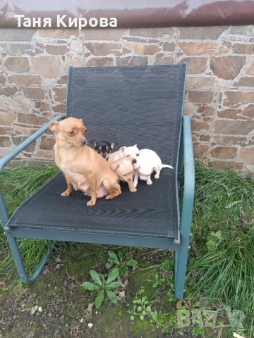 Малки пинчерчета, снимка 13 - Пинчер - 52975157