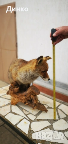 Препариран лисугер , снимка 6 - Други - 54149379