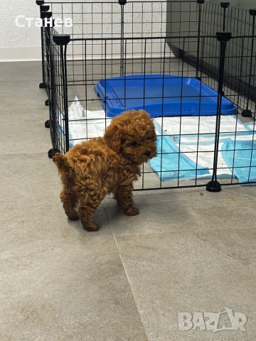 Мини Той Пудел / Mini Toy Poodle, снимка 5 - Пудели - 53305362
