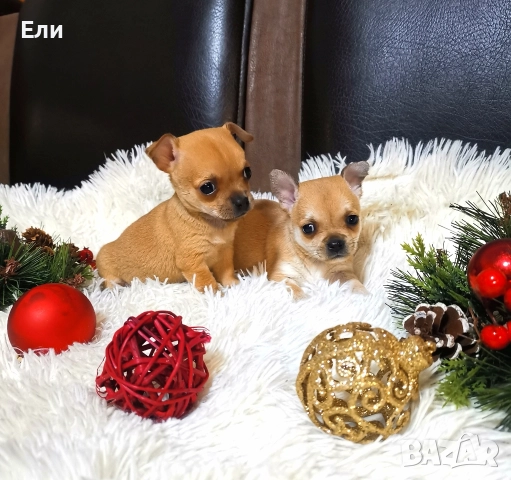 Чихуахуа (мъжко и женско) 