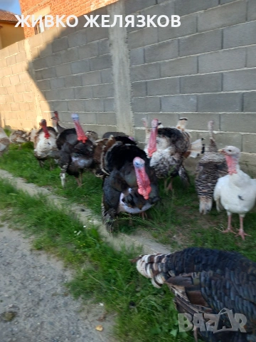 Продавам , домашно-отгледани пуйки,пуяци,петли и кокошки,  за разплод  , снимка 3 - Кокошки и пуйки - 53639962