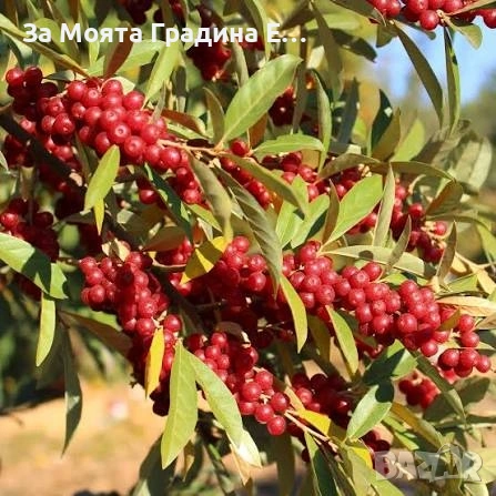 Поантилла , снимка 3 - Градински цветя и растения - 53620443