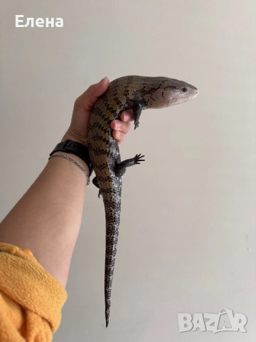 Синьоезичен сцинк 