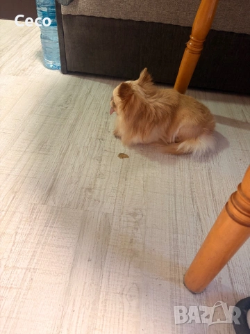 Момче Чихуахуа , снимка 3 - Чихуахуа - 53917728