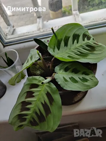 Маранта , снимка 2 - Стайни растения - 50274792