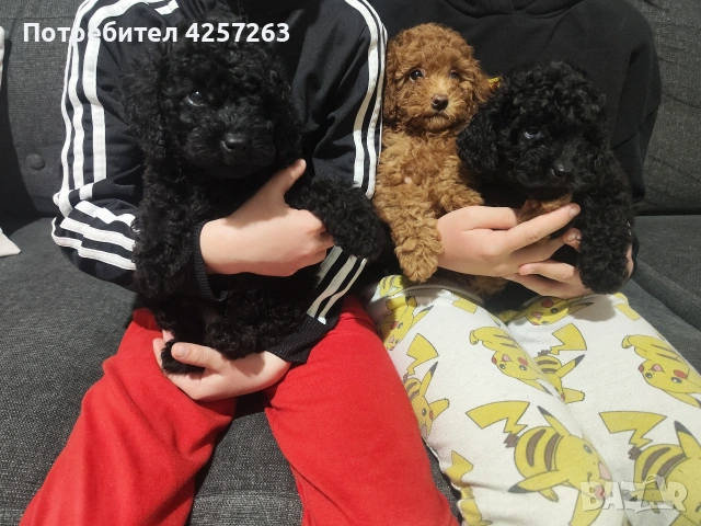 Чистокръвен ТОЙ пудел, снимка 2 - Пудели - 53871802