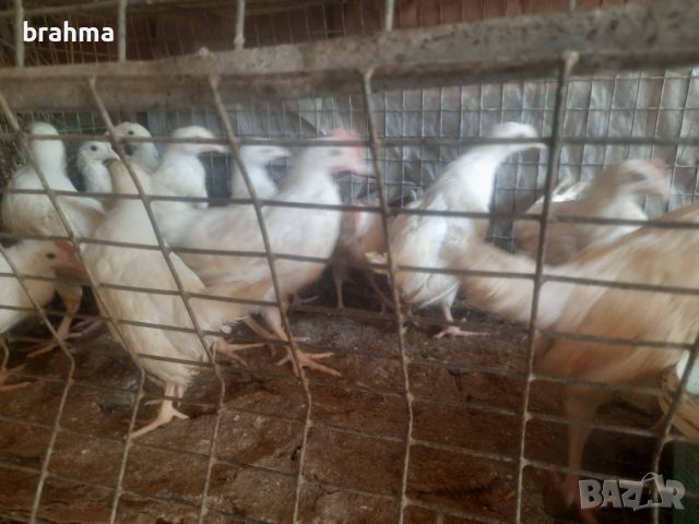 Налични пилета от породата Бял Легхорн, снимка 3 - Кокошки и пуйки - 46431911