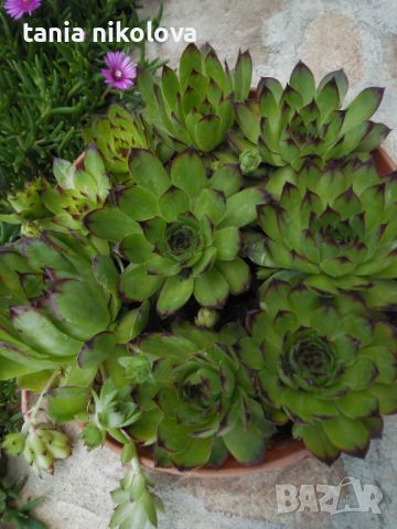  Растения за градината - Дебелец, два вида седуми  , снимка 9 - Градински цветя и растения - 15125535