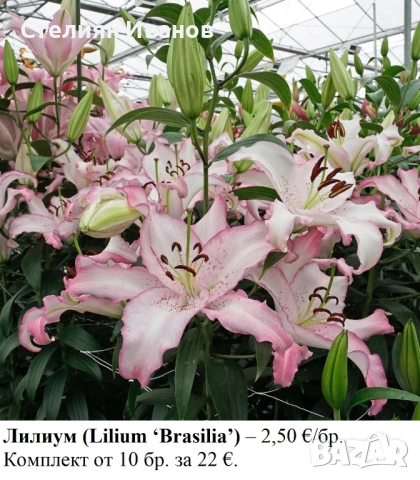 Лилиум (Lilium ‘Brasilia’) - грудки