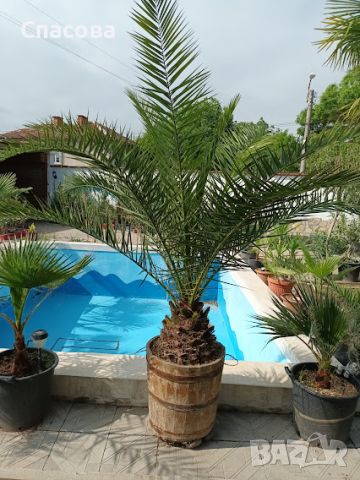 Финикова палма - различни големини