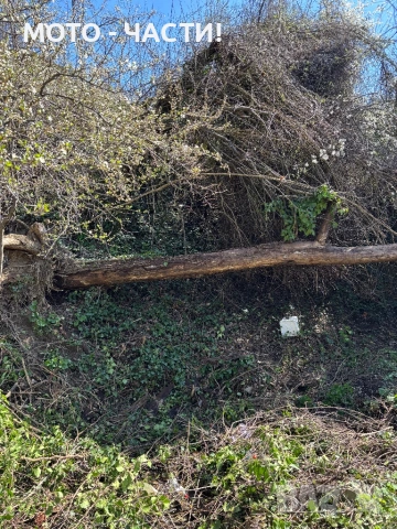 Косене на трева | Рязане на дървета | Почистване | Извозване., снимка 8 - Други почистващи услуги - 54129586