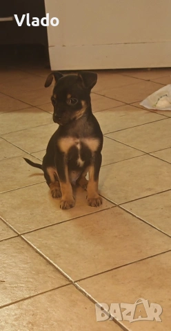 Пинчери ваксинирани с паспорти от 10.02.26г., снимка 2 - Пинчер - 53431751