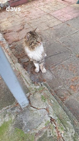 Красавец търси приемен / постоянен дом, снимка 7 - Други - 53488361