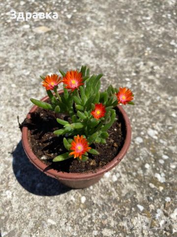 6 цвята делосперма, снимка 1 - Градински цветя и растения - 45573224