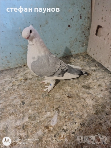 Блонданети, снимка 6 - Гълъби - 52635659