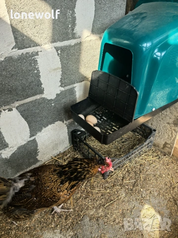 Яйца за люпене от Шведска Цветна Кокошка, снимка 5 - Кокошки и пуйки - 53708567