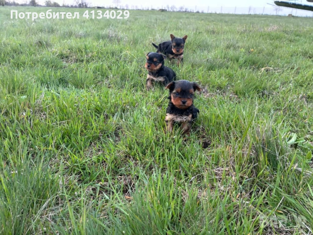 Мини и стандартни Йорки мъжки  родени на 1.03.26 и 3.03.26г, снимка 5 - Йоркширски териер - 53228272