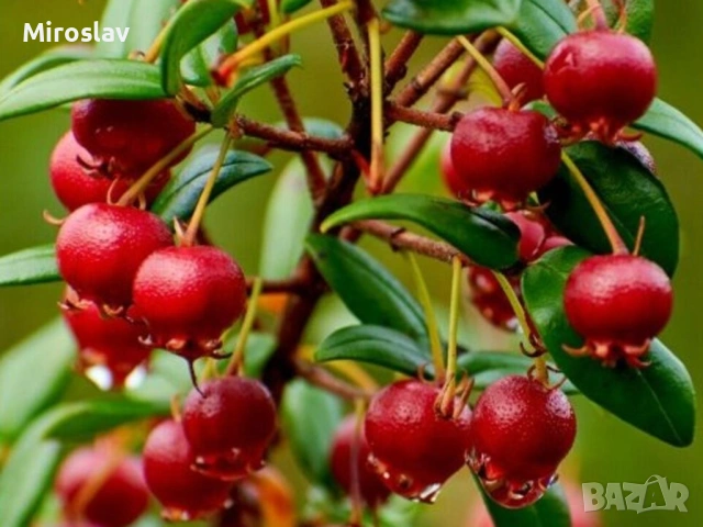 Чилийска гуава-(Ягодова мирта), снимка 8 - Градински цветя и растения - 53918152