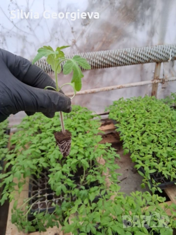 Разсад домати за пикиране