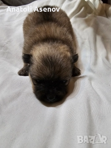 Мини немски шпиц-Померан, снимка 11 - Шпиц - 52797251