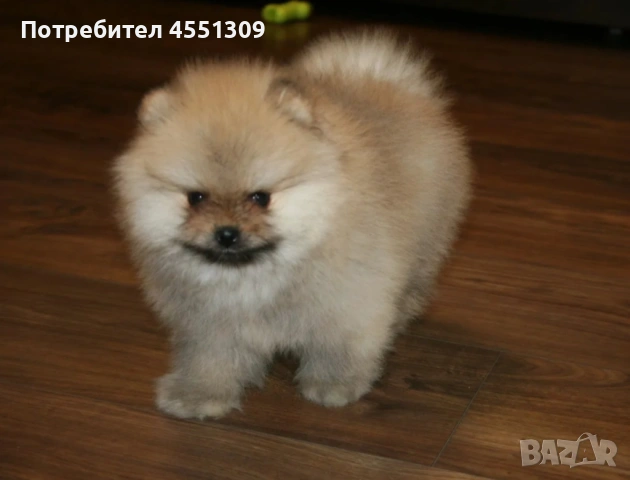 Померан мини , снимка 3 - Померан - 53752637