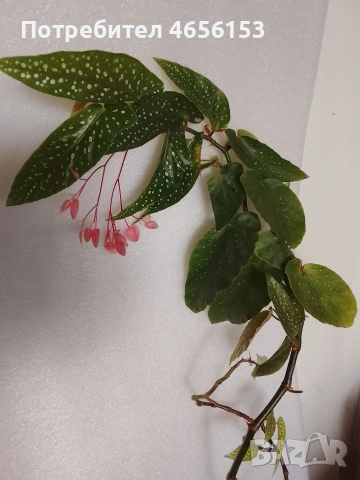 БЕГОНИЯ , снимка 3 - Стайни растения - 53513811