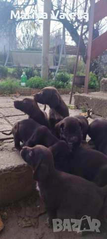 Кученца Курцхар , снимка 2 - Курцхаар - 52863953