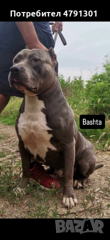 Мъжки Bully Line Pit (Pit40%/Bully60% Mix) за разплод. , снимка 6 - Питбул - 54136845