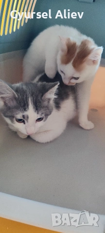 продавам 2 малки котки , снимка 2 - Други - 53132284