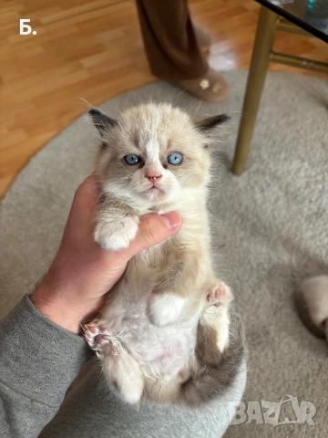 Рагдол/Регдол/Ragdol, снимка 9 - Сибирски - 54077744