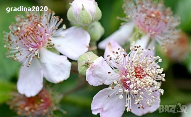 Розово цъфтяща сладка къпина (Лох мери)