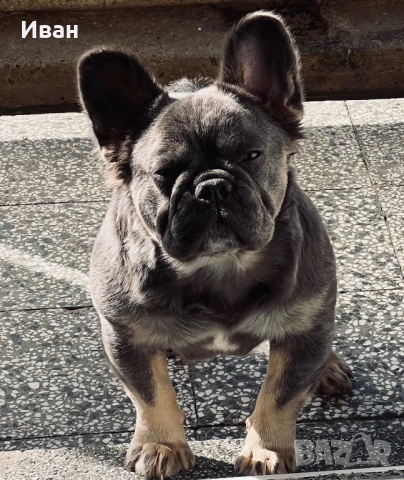 Френски Булдог, снимка 14 - Френски булдог - 53140354