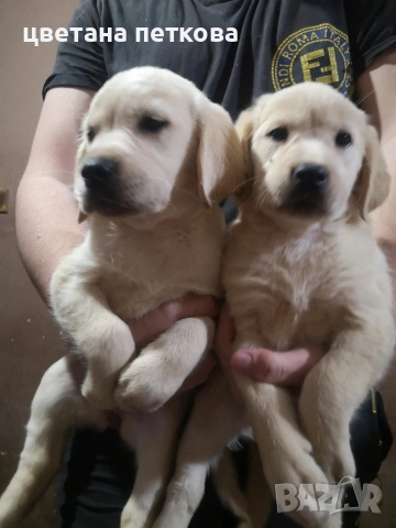 Лабрадор ретривър , снимка 6 - Лабрадор ретривър - 53220479