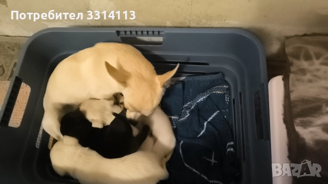 чихуахуа , снимка 8 - Чихуахуа - 52935666