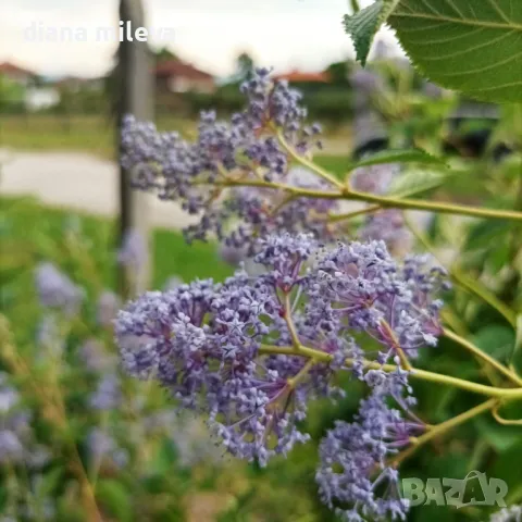 Калифорнийски люляк Хенри Дефозе,  Ceanothus 'Henry Defosee', снимка 6 - Градински цветя и растения - 46888623