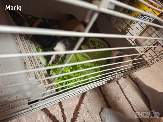 Малки морски свинчета, снимка 2 - Морски свинчета - 54177163