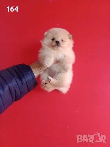Прекрасен избор на Померанчета. Мъжки и женски Померани. Реални снимки от 12.01.26 г., снимка 6 - Померан - 53027724