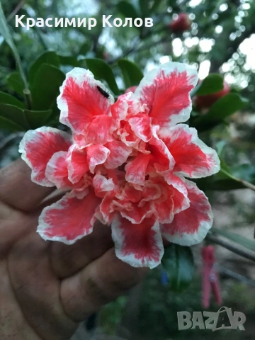 Декоративни видове нарове три цвята, растения, цъфтящи, дръвчета, снимка 10 - Градински цветя и растения - 53823765