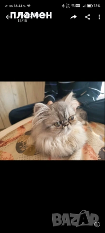 Котка Сребриста чинчила, снимка 2 - Чинчили - 53695447