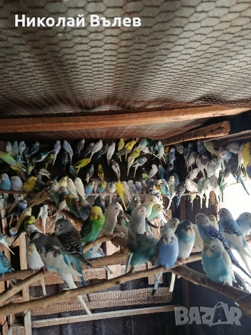 Вълнисти папагали 