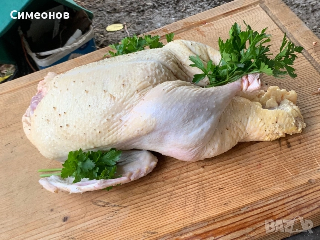 Патици,Пуйки , снимка 8 - Патици и гъски - 51881612