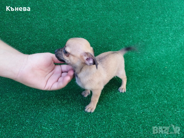 Пинчер, снимка 1