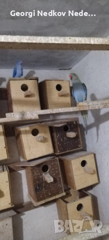 Продавам малки александри , снимка 12 - Папагали - 52697084