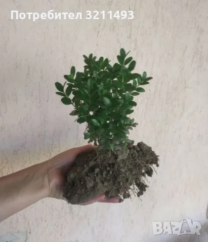 Продавам чашкодрян, салвия,розмарин,китайска паричка/Pilea/, аукуба,чемшир , снимка 7 - Градински цветя и растения - 34722969