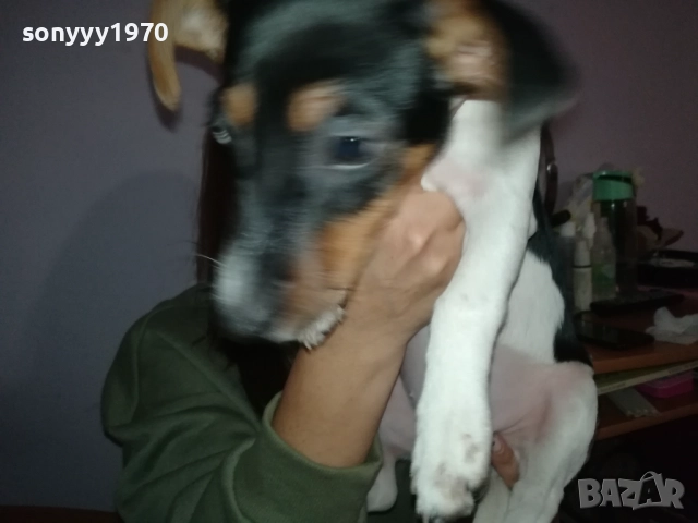 ВНУЧКА НА СНУПИ,ДЪЩЕРЯ НА ДЖАК ОТ ВИДИН 0412251506, снимка 6 - Джак ръсел териер - 52651296