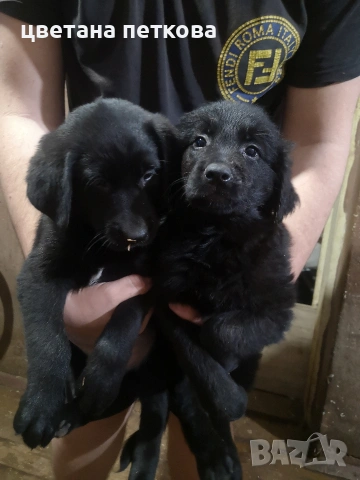 Голдън ретривър и немска овчарка , снимка 6 - Голдън ретривър - 50756973