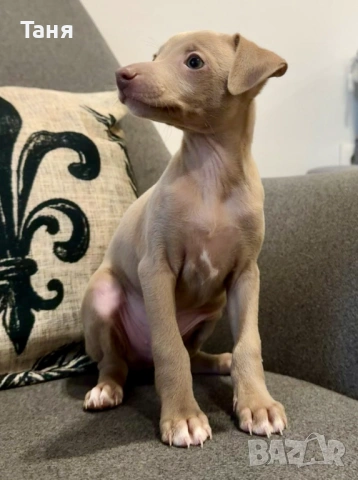 Малки италиански хрътки – елегантност, нежност и истинска аристокрация, снимка 3 - Хрътка - 52676953