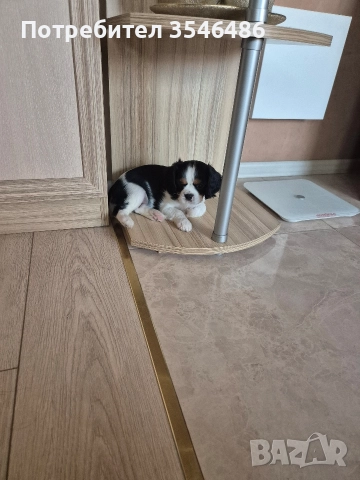 Кавалер кинг чарлз шпаньол , снимка 4 - Кавалер кинг чарлз шпаньол - 52821581