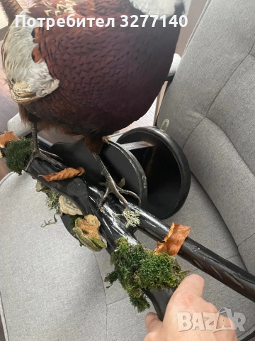 Препариран фазан  , снимка 4 - Декорация за дома - 52381045